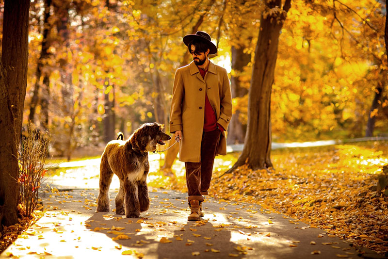 афганская борзая на прогулке с хозяином