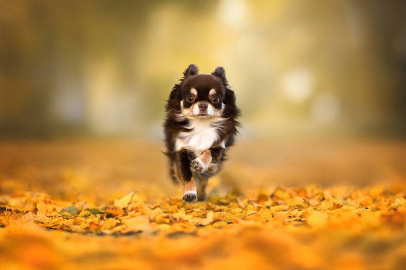 Чихуахуа быстро бежит по листве