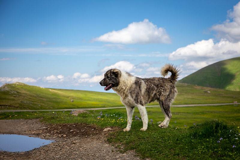 Красивый щенок кавказской овчарки