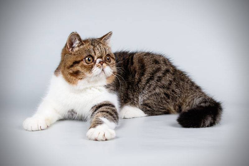 Экзотическая кошка (экзот): описание породы, фото, характеристики, правила  ухода и содержания - Petstory