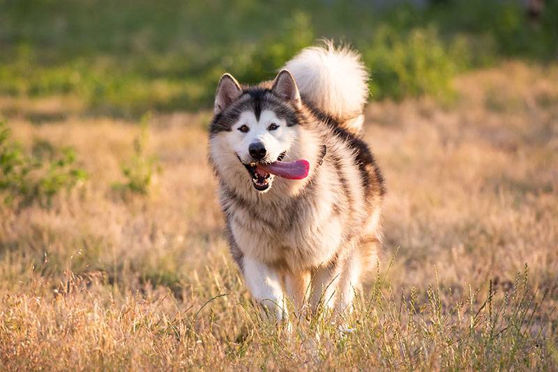 Аляскинский маламут: все о о собаке, фото и описание породы