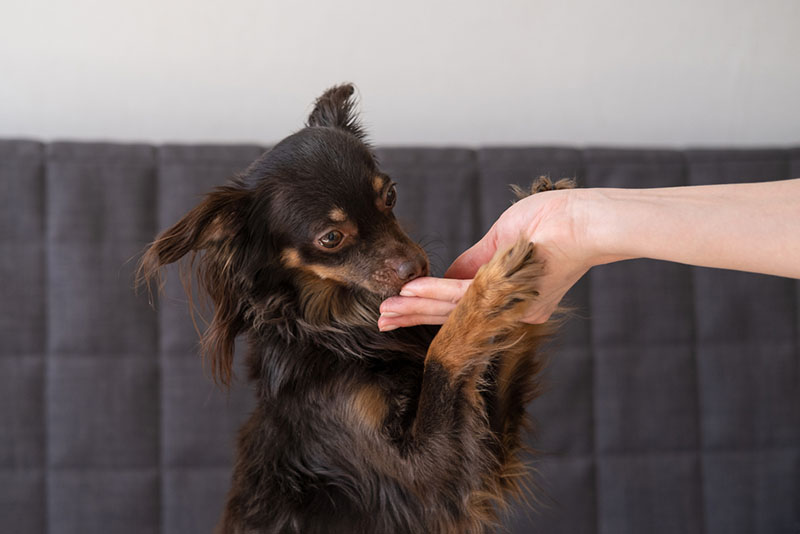 русский той-терьер ест угощение с руки