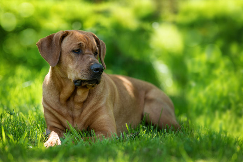 Как воспитывать брохольмера?