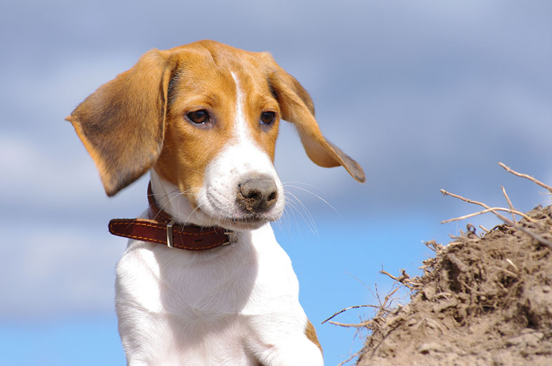 вид шерсти эстонской гончей