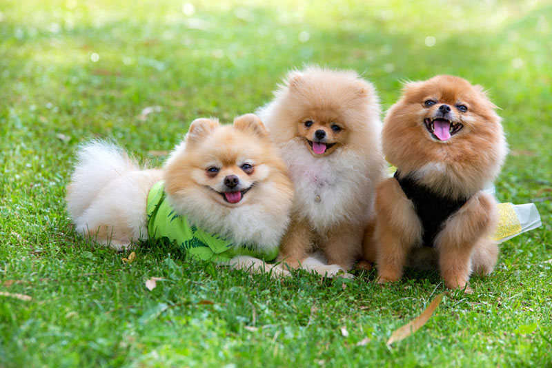 Какой характер у малого немецкого шпица?