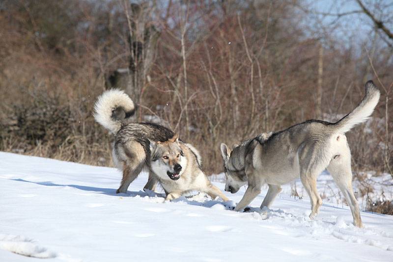 Волчьи собаки Сарлоса весело играют на снегу