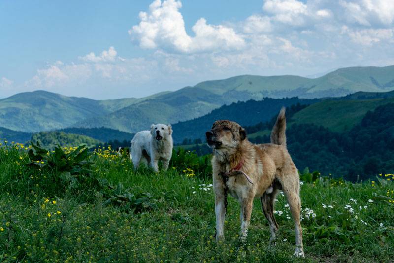 Породу гампр признали не так давно