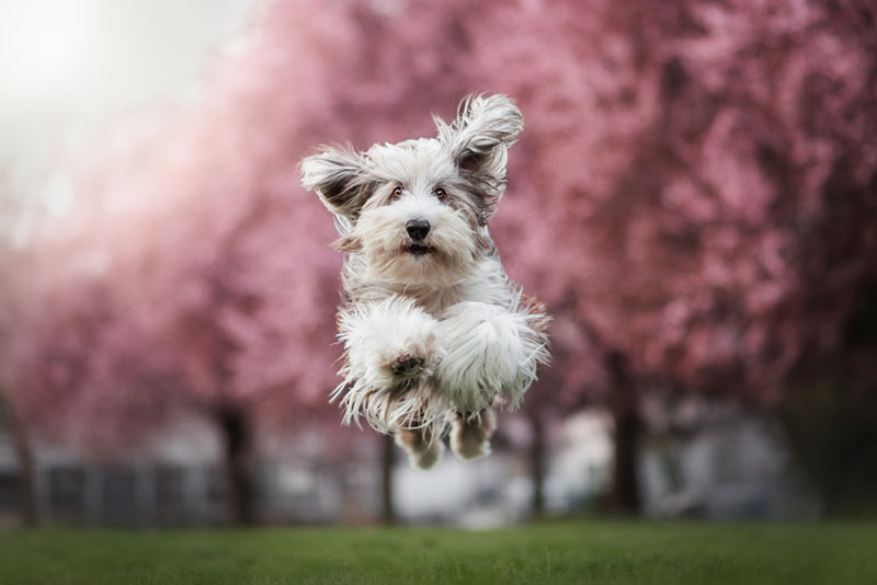 Какой характер у бородатого колли?