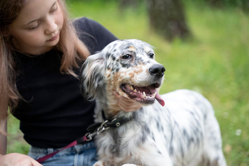 Английский сеттер с девочкой