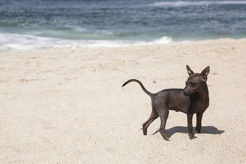 Окрас перуанской голой собаки