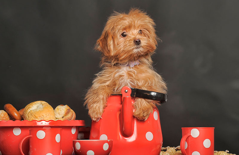 Каков характер петербургской орхидеи?