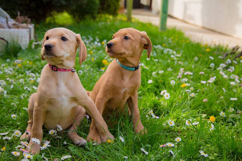 два щенка выжлы на траве