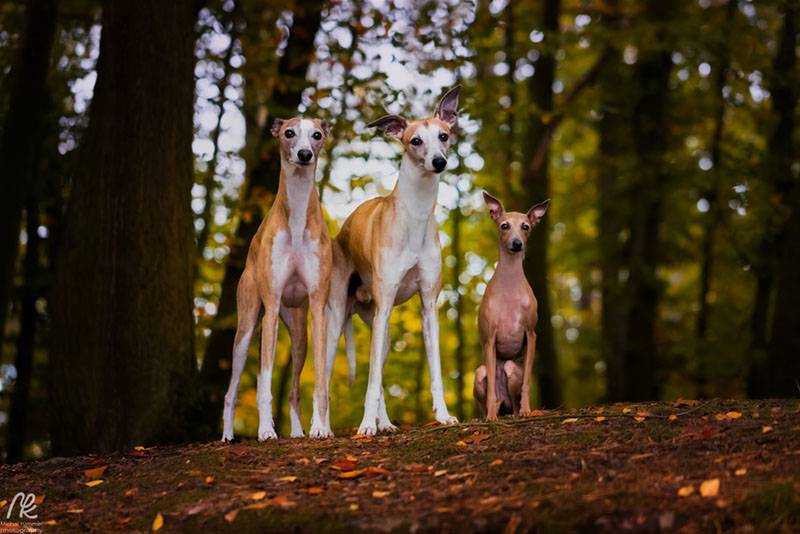 три собаки породы левретка в лесу