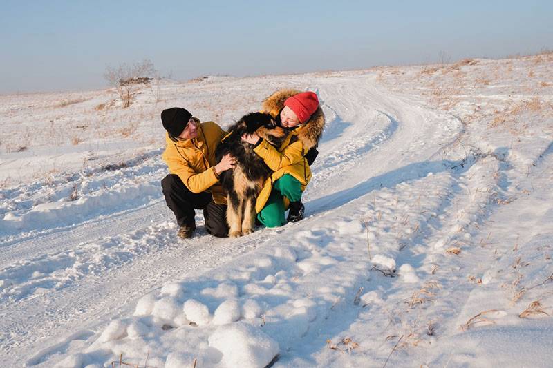 Бурят-монгольский волкодав с семьей