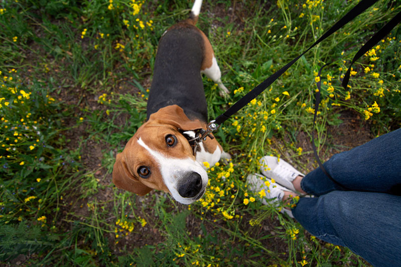 для поддержания здоровья эстонскую гончую следует кормить натуральной пищей, подходящей собакам