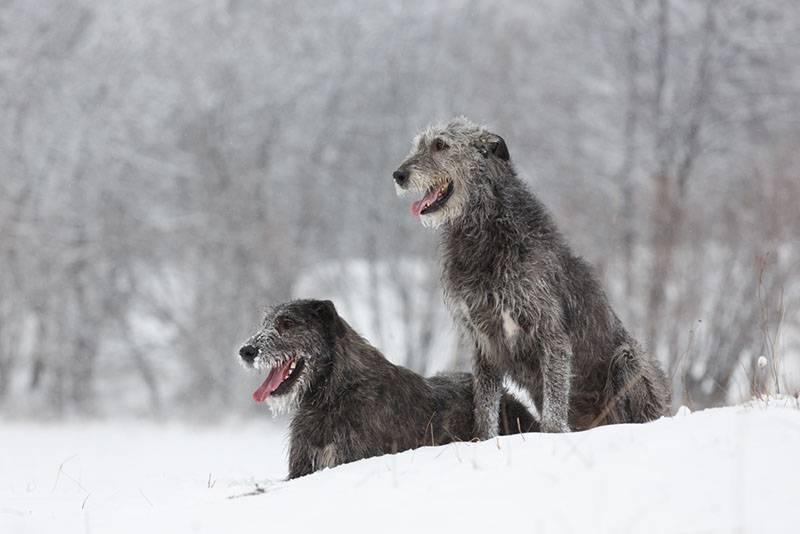 два ирландских волкодава в зимнем лесу