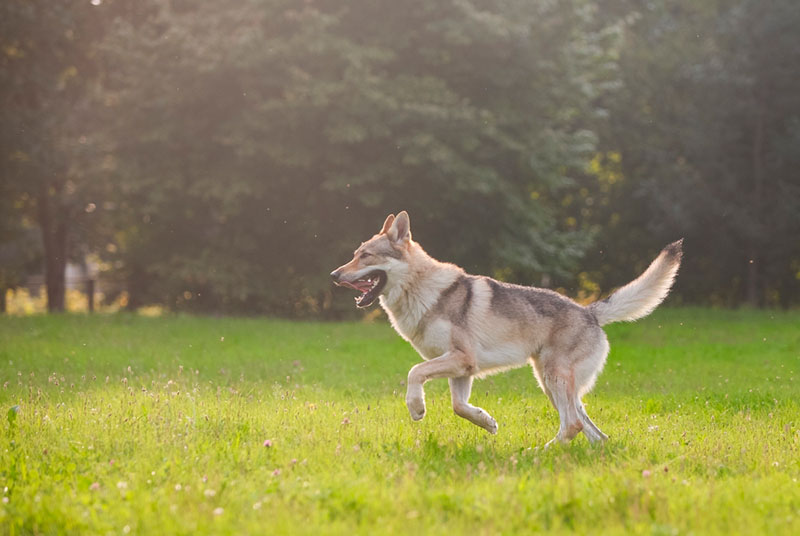 Чем кормить активную волчью собаку?