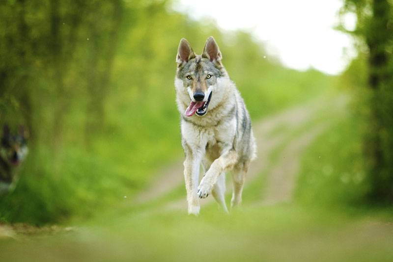 Волчья собака Сарлоса бежит по тропинке