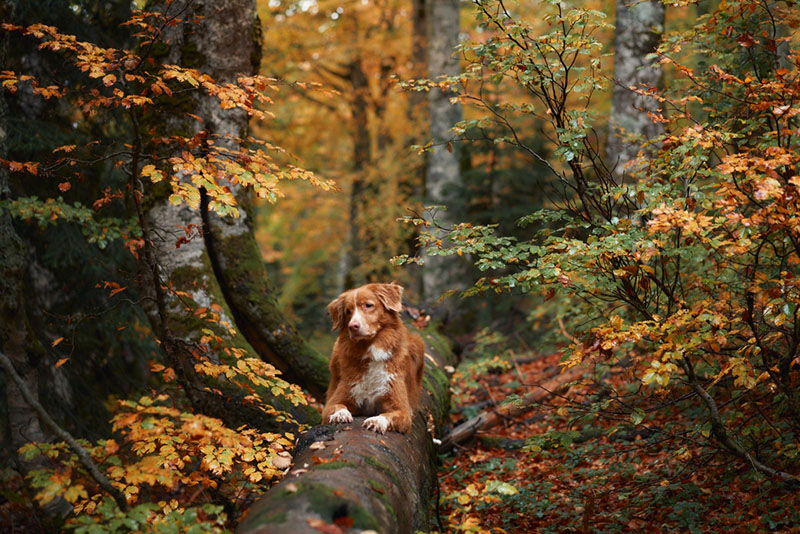 Кому подойдет новошотландский ретривер?