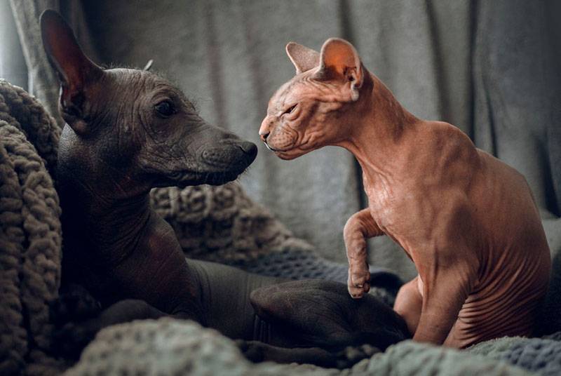 Щенок перуанской собаки с кошкой