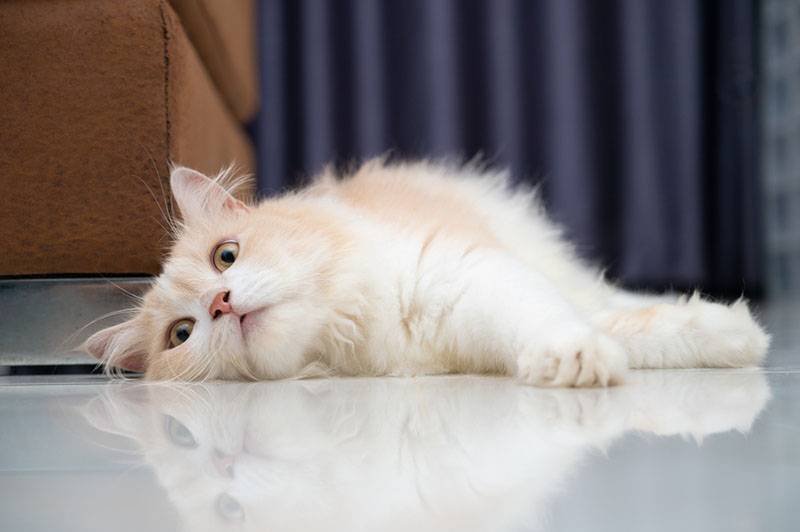 Персидская кошка на полу