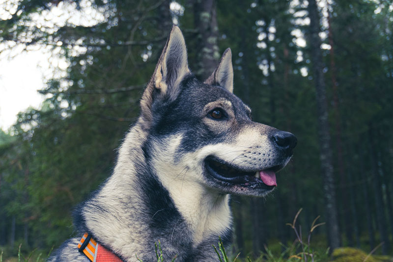 Ямтхунд летом