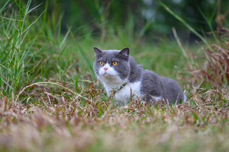 Британская короткошерстная кошка на прогулке