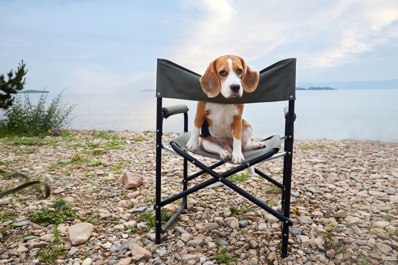 Грустный бигль