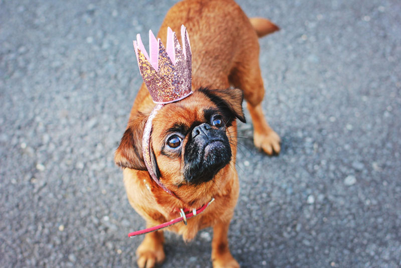 пти брабансон стоит на асфальте