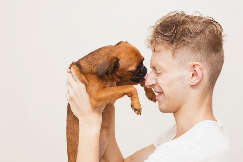 пти брабансон и владелец