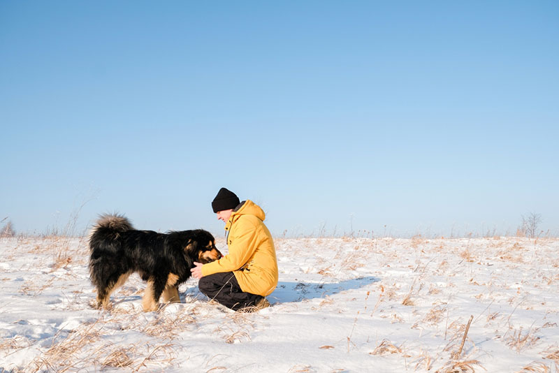 Дрессировка бурят-монгольского волкодава