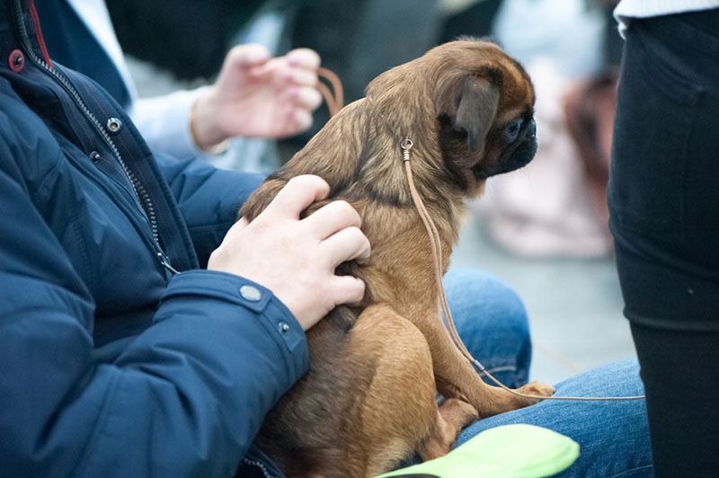 по отзывам владельцев пти брабансоны милые и похожи поведением на кошку