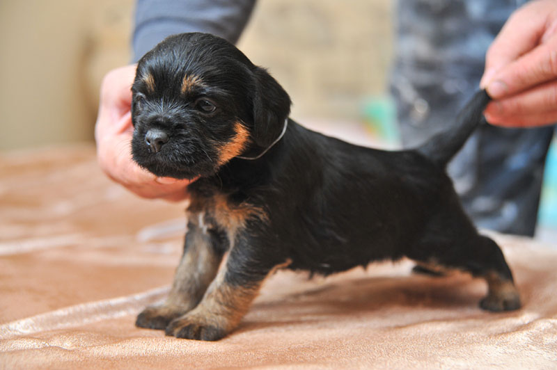 щеночек немецкого ягдтерьера