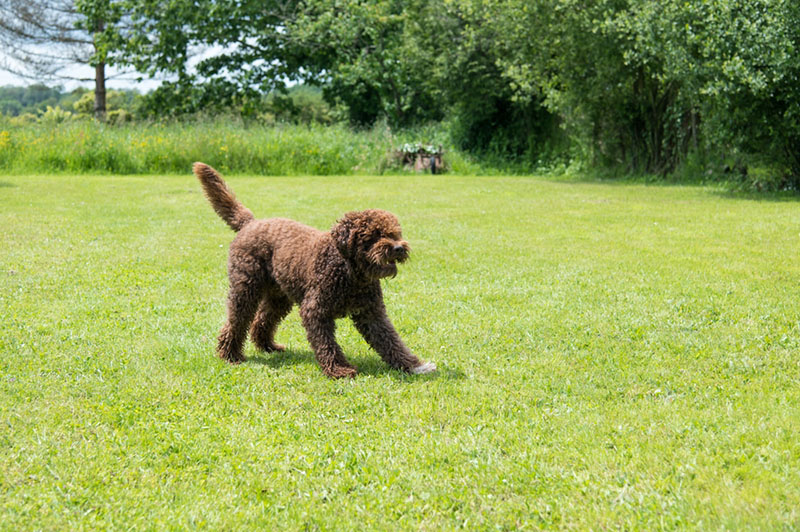 Чем кормить активного барбета?