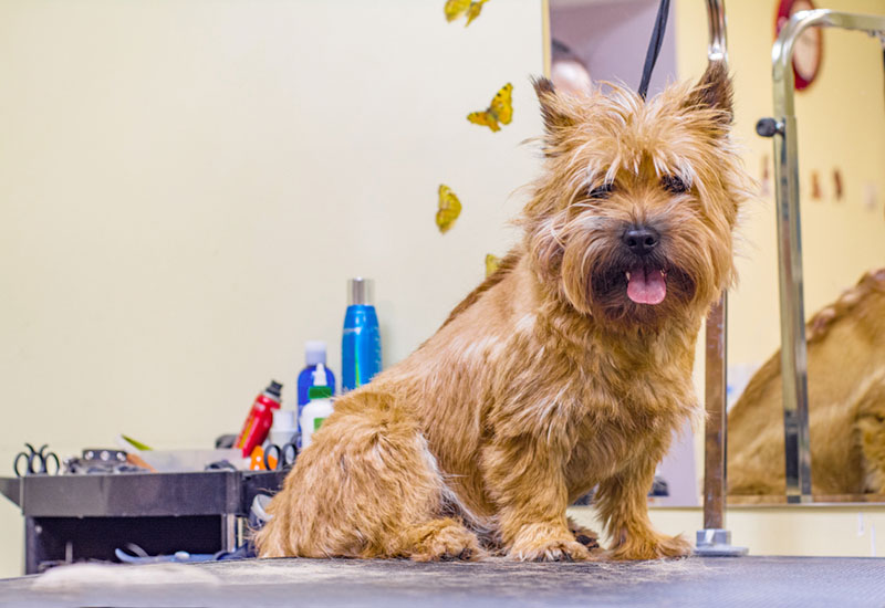 Керн-терьер у грумера