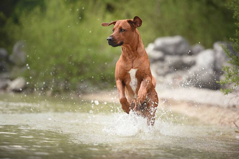африканская львиная собака прыгает в воде