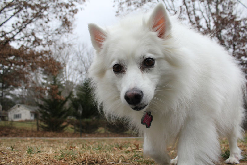 Какой характер у американского шпица?