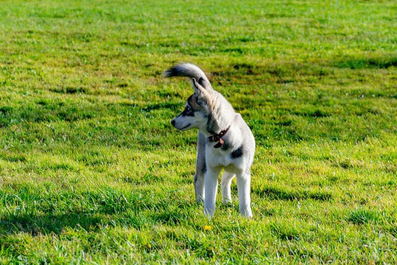 Щенок аляскинского кли-кая стоит на траве
