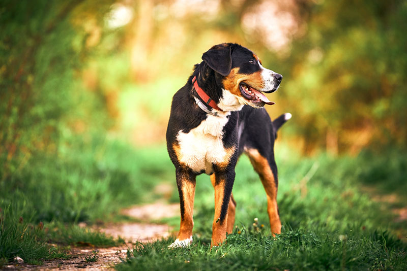 Какой уход нужен большому швейцарскому зенненхунду?