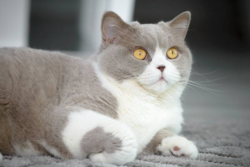 Двухцветная британская короткошерстная кошка