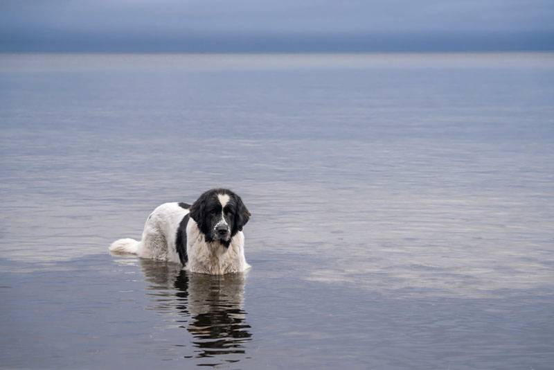 Ландсир в воде