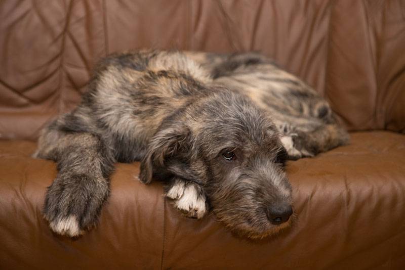 щенок ирландского волкодава лежит на диване