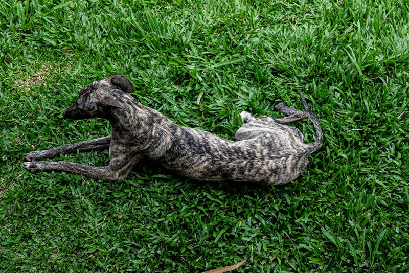 Милейший уиппет