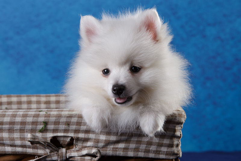 Вольпино итальяно нуждается в качественном питании с детства