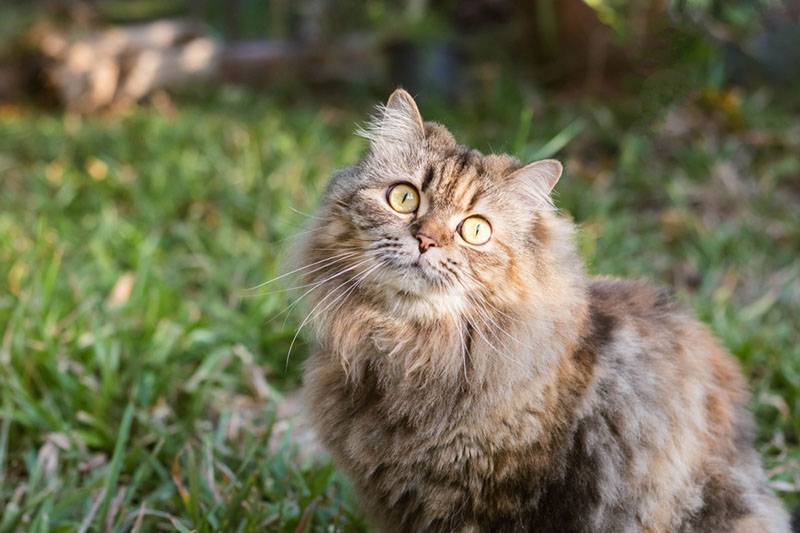Персидская кошка окраса табби