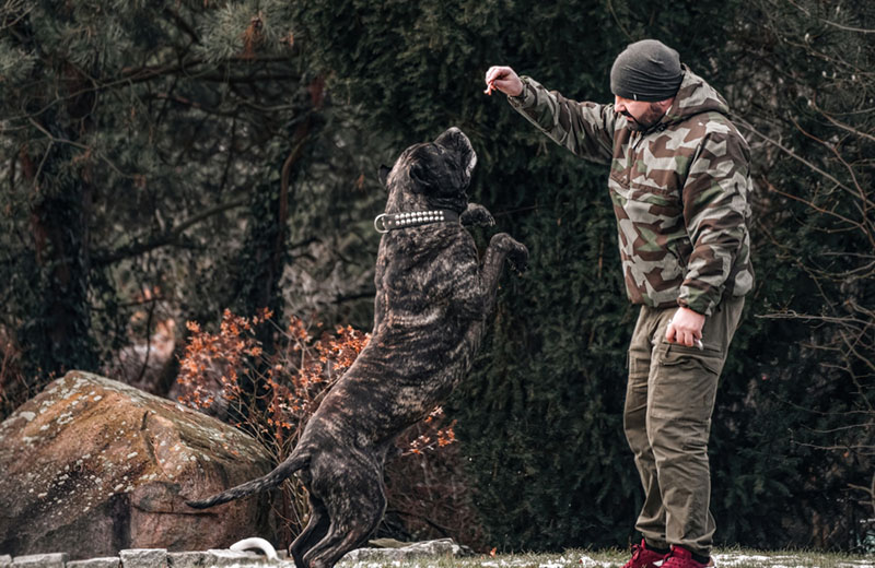 Канарский дог получает лакомство