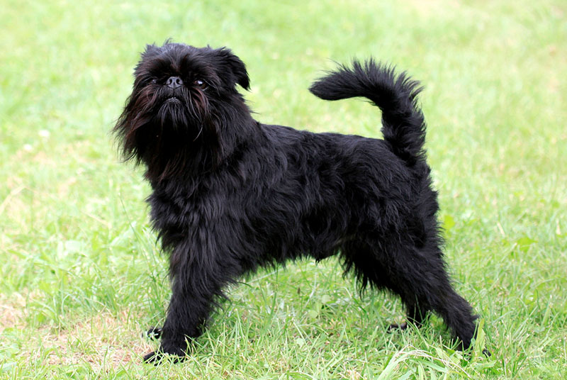 Аффенпинчер стоит