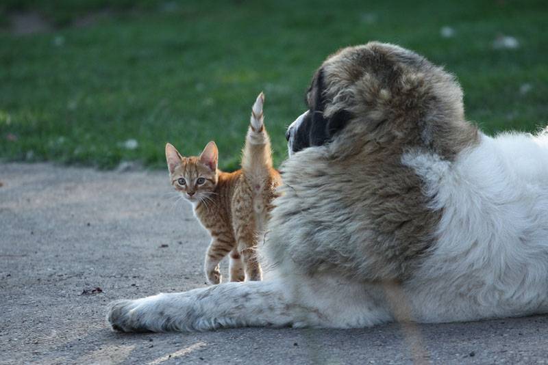 Пиренейский мастиф с кошкой