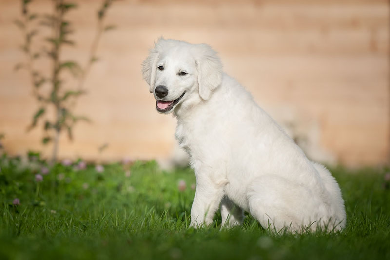 Питание должно соответствовать возрасту словацкого чувача