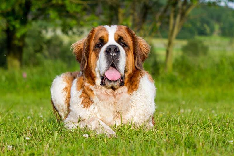 здоровый сенбернар